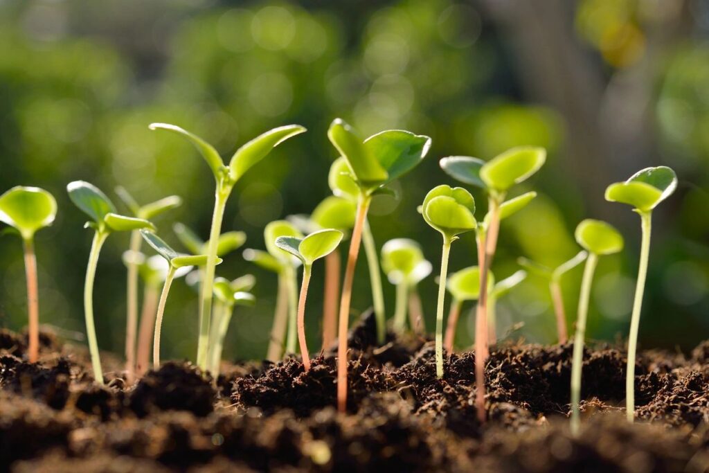 Propagated Seedlings