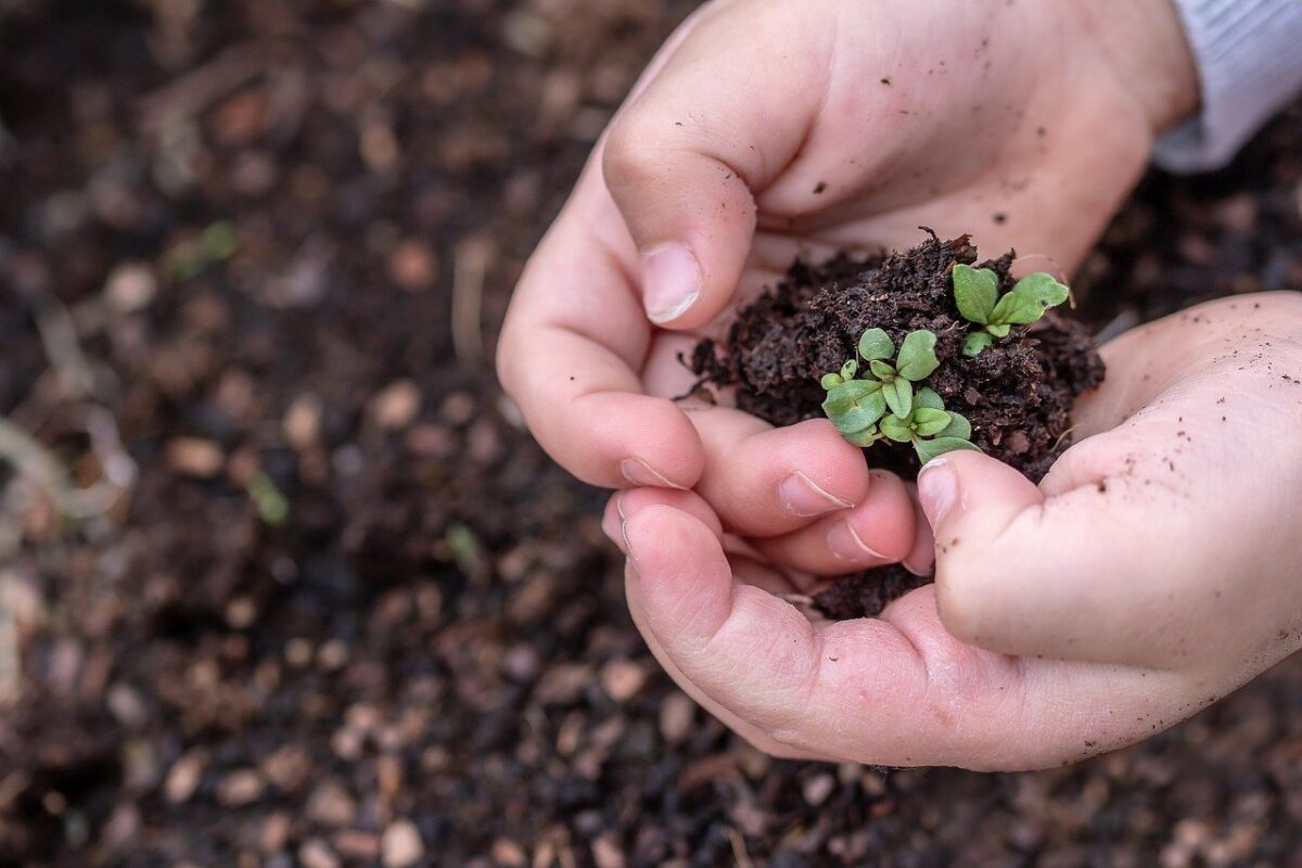 Starting Seeds Indoors; Moving seedlings outdoors