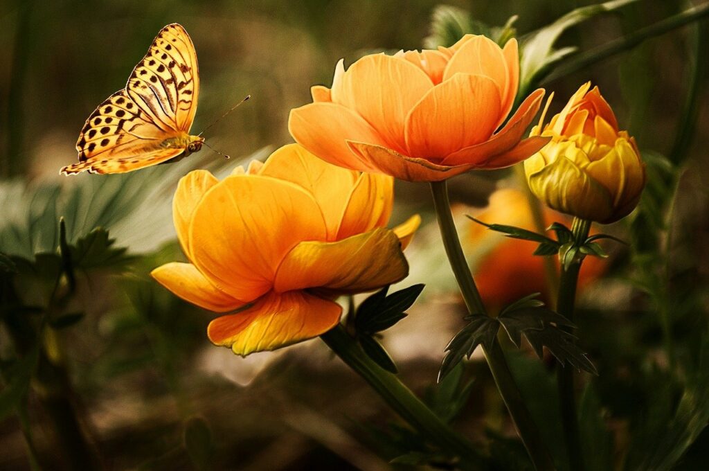 Butterflies and Native Gardens