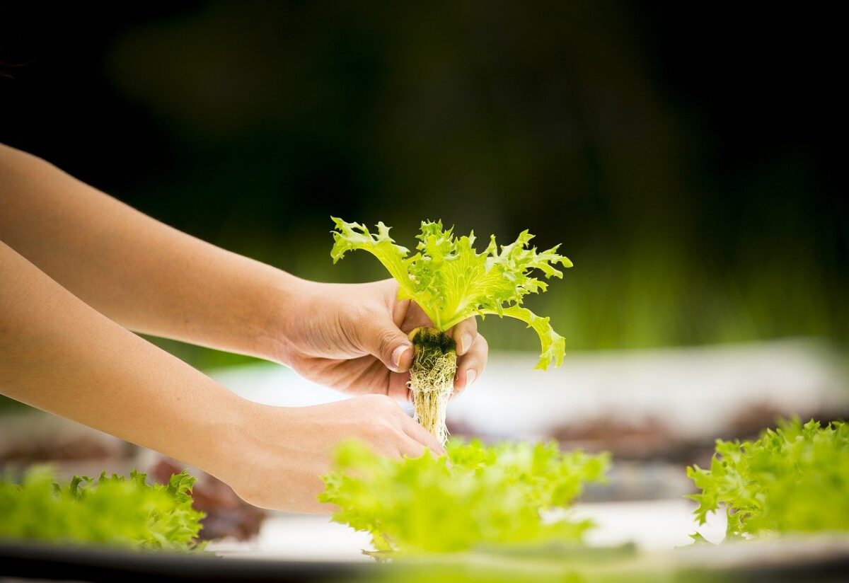 Unusual Gardening Method