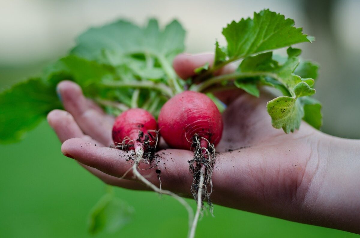 Hand holding 2 radishes from a spring garden