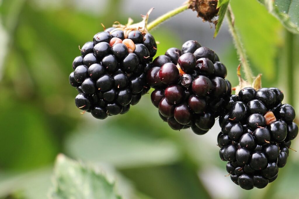 Blackberries