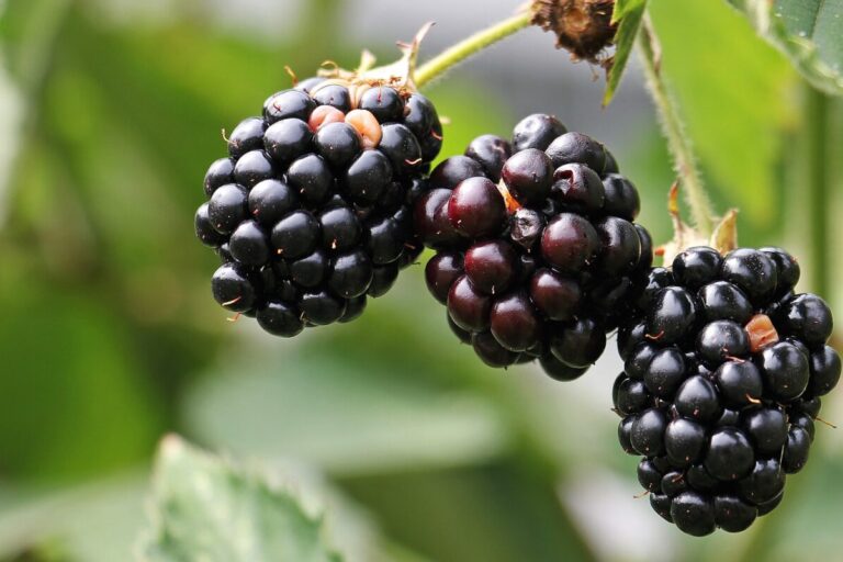 The Perfect Time to Plant Blackberries is Now Senior