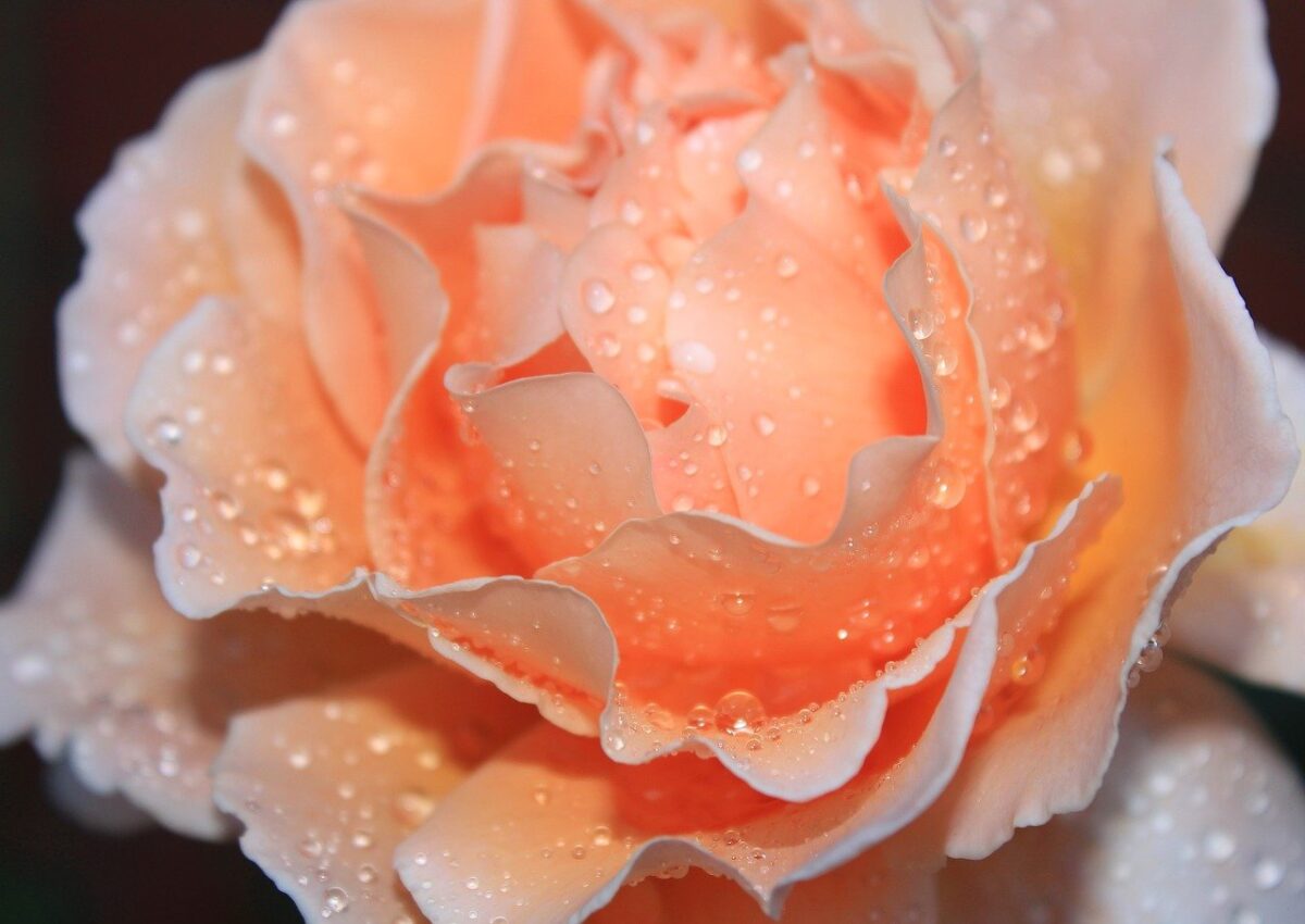 Rose with raindrops; what hardiness zones could grow a rose?
