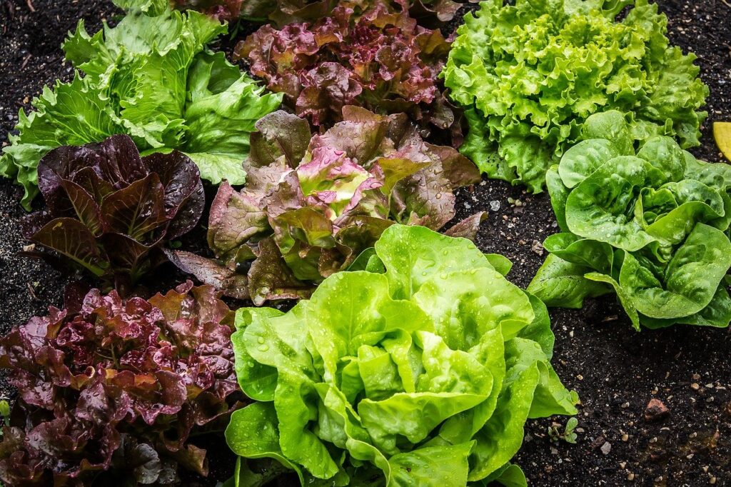 Lettuce Plants; growing vegetables
