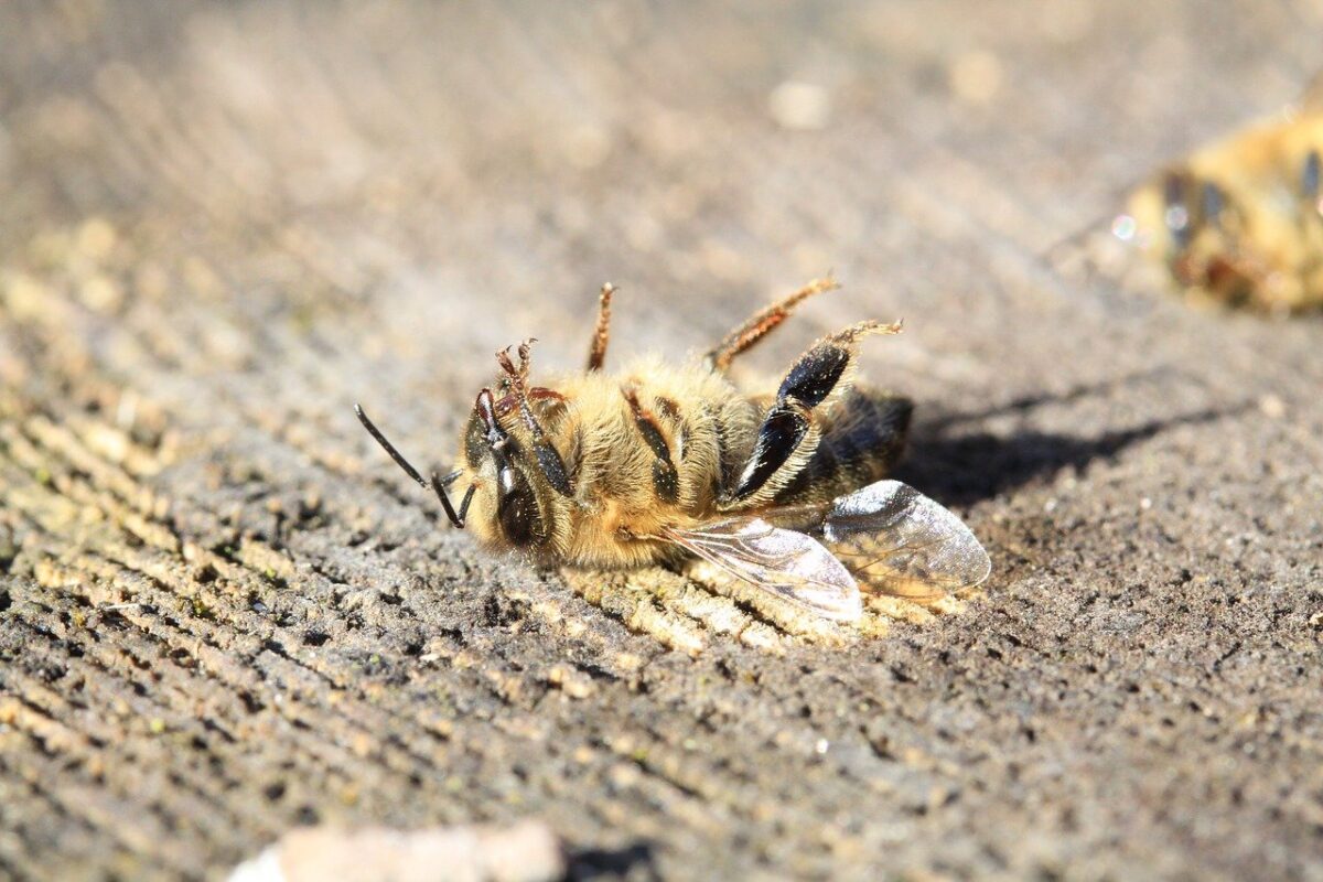 Dead Bee; Pesticides Harm Pollinators