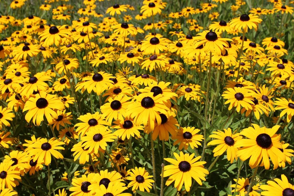 Black-Eyed Susan, native plants to Maryland