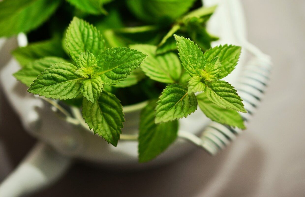 Mint plant helps keep pests away