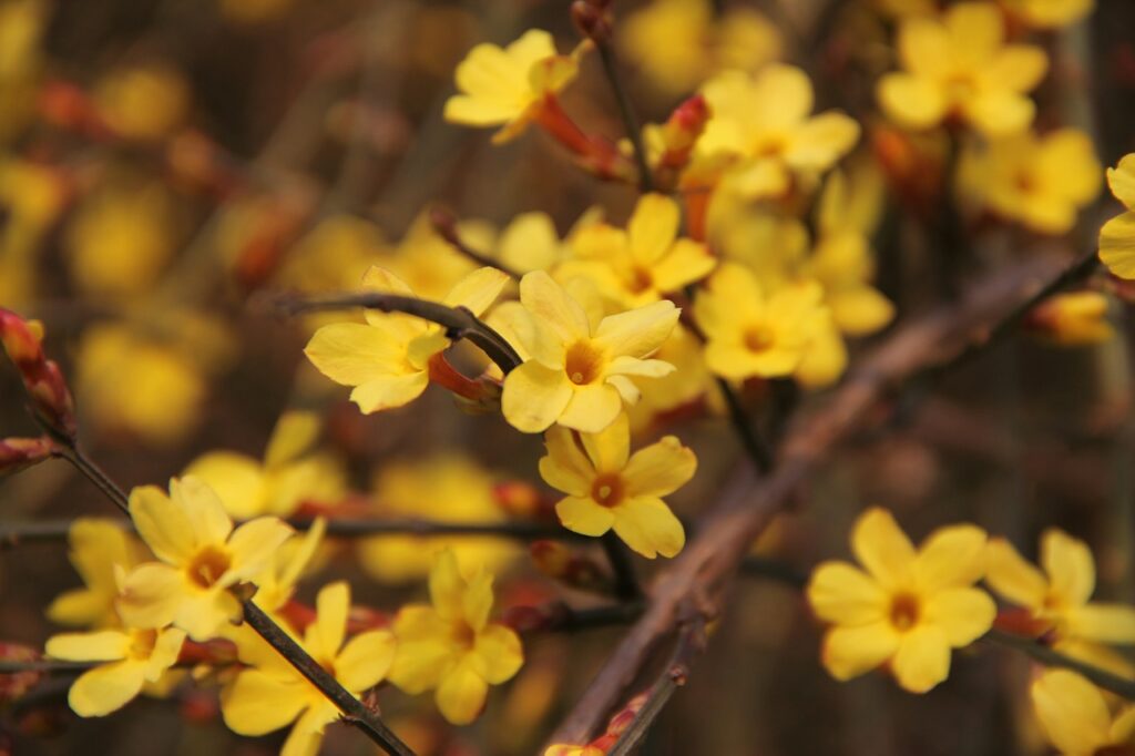 Southeastern Native Flower Carolina Jasmine