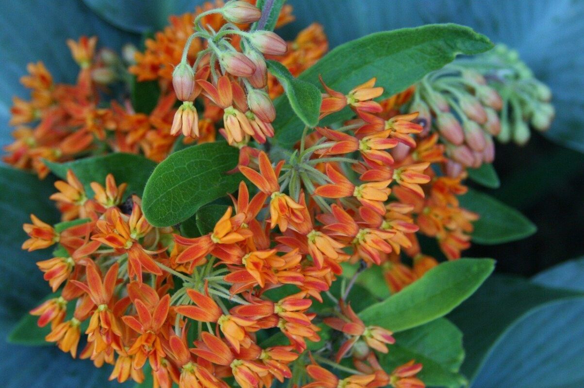 Butterfly Weed: Midwest Native