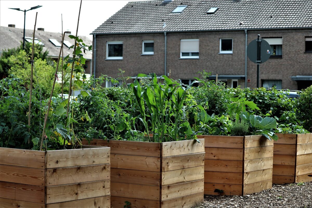 raised garden beds; container gardening