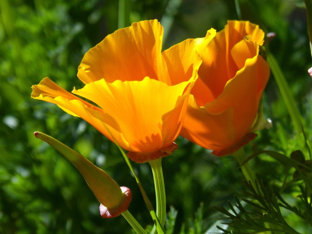California Poppy; Flowers native to U.S. West Coast