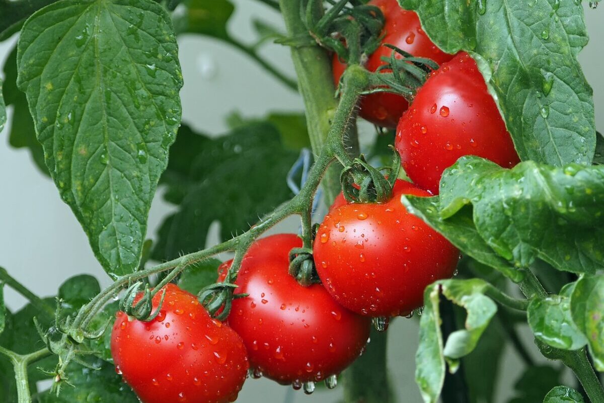 Tomatoes growing