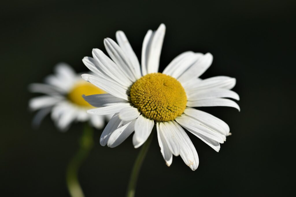 Shasta Daisies