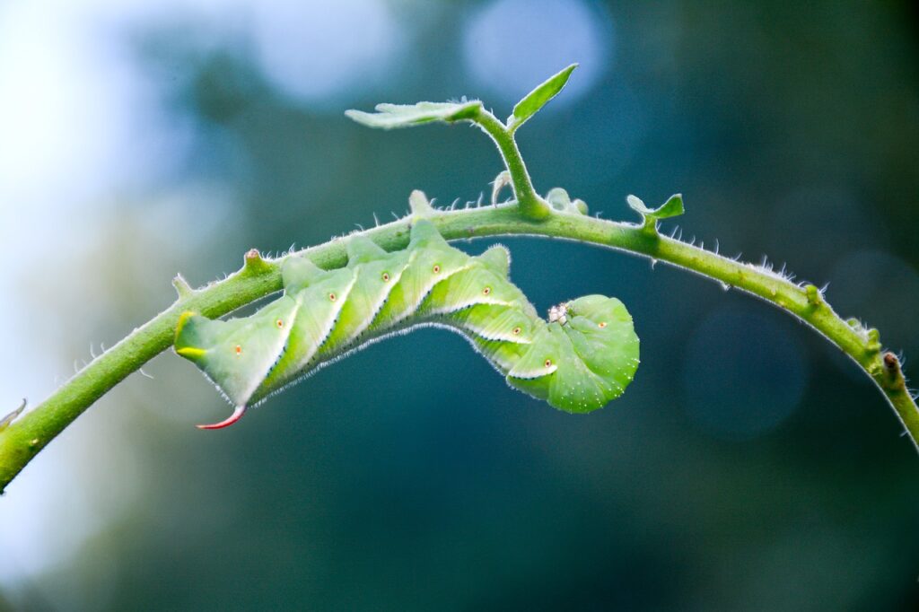 Tomato Hornworm; pests that can destroy a garden
