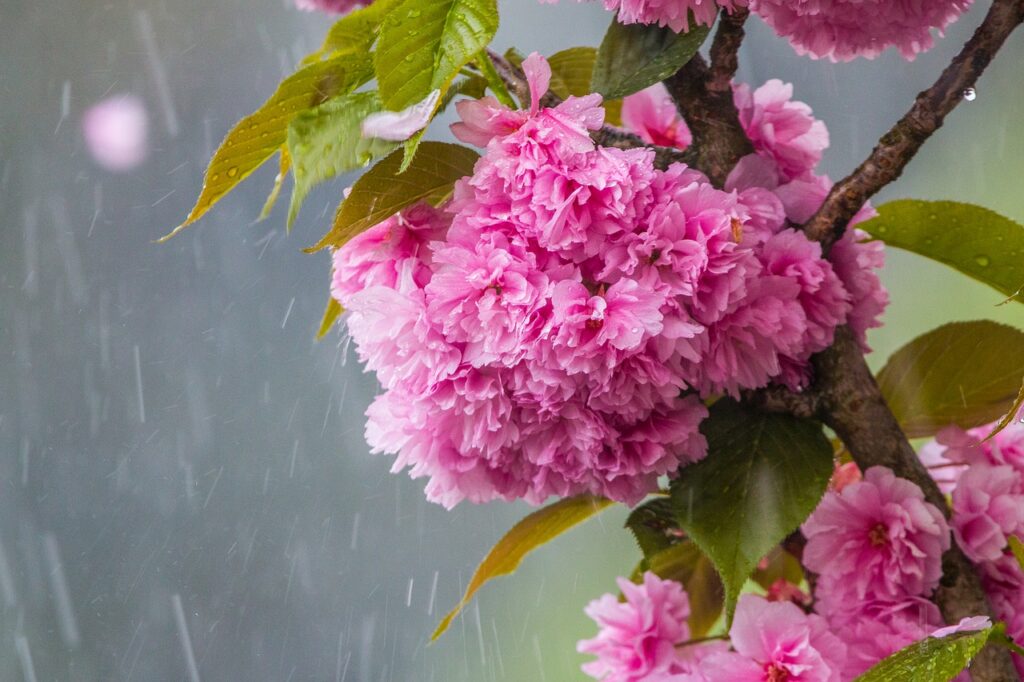 Excess rain on Cherry blossoms