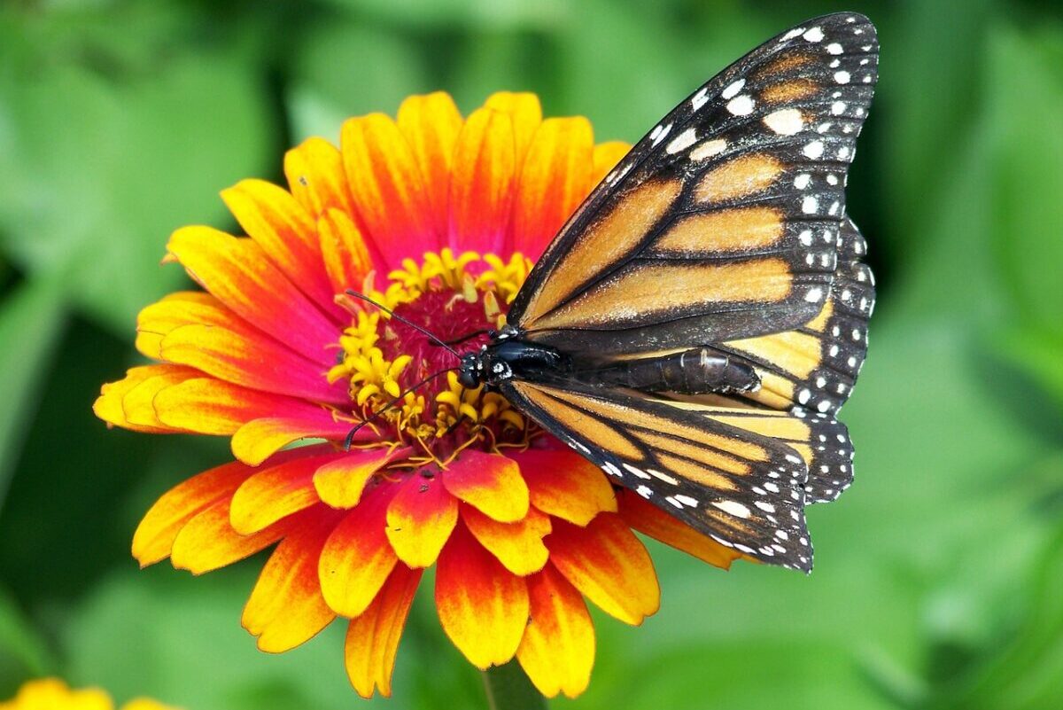 Butterfly on Zinnia Flower; Companion for Vegetable Garden