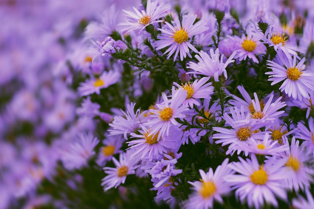 Aster flowers blooming