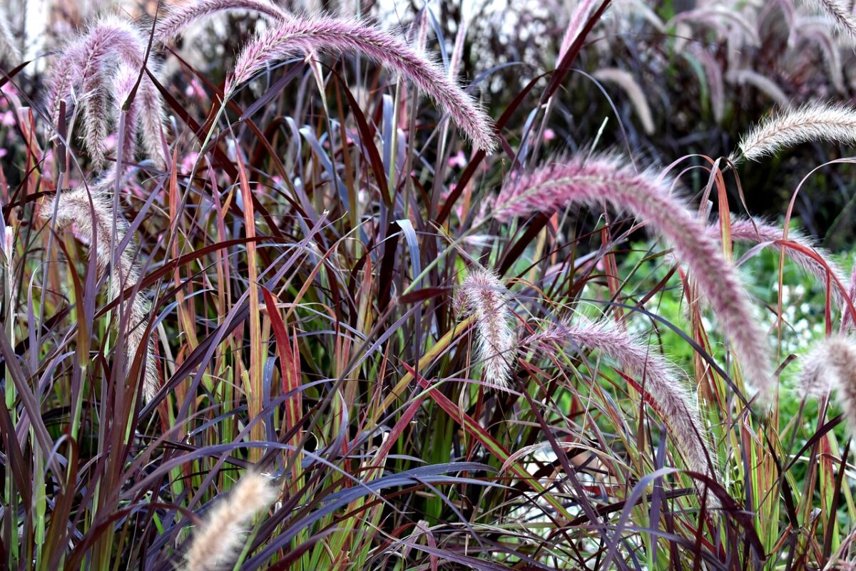 ornamental grasses; purple fountain grass