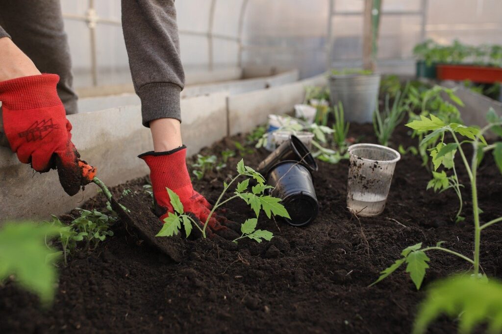 French intensive gardening; planting plants closer together