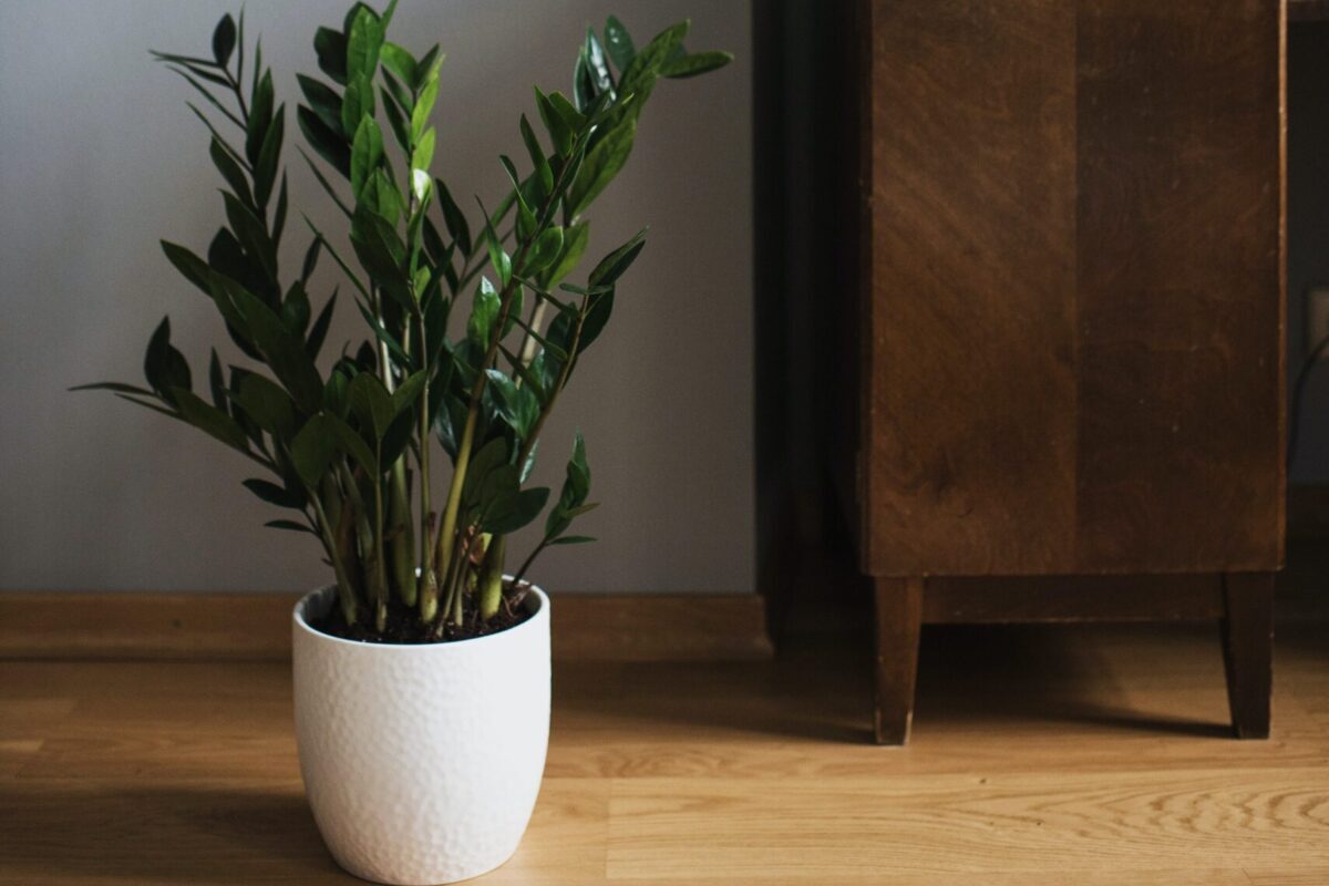 zz plant in home helps purify air