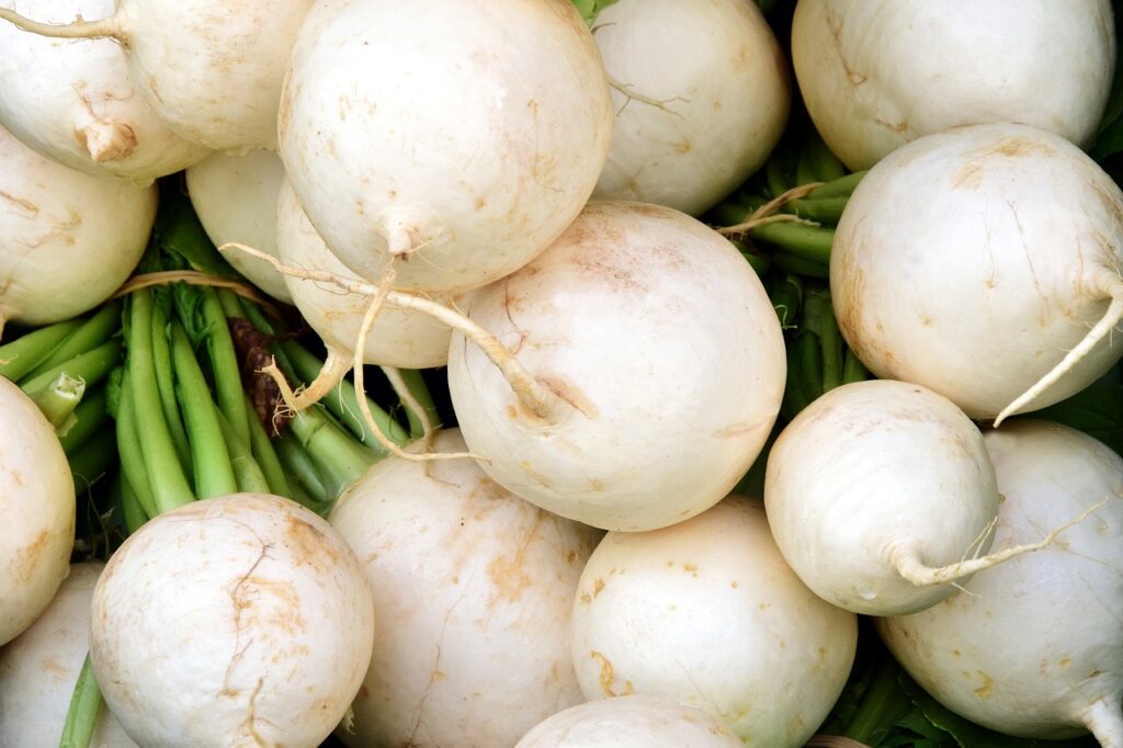 Winter vegetables; winter radishes; snowball radish