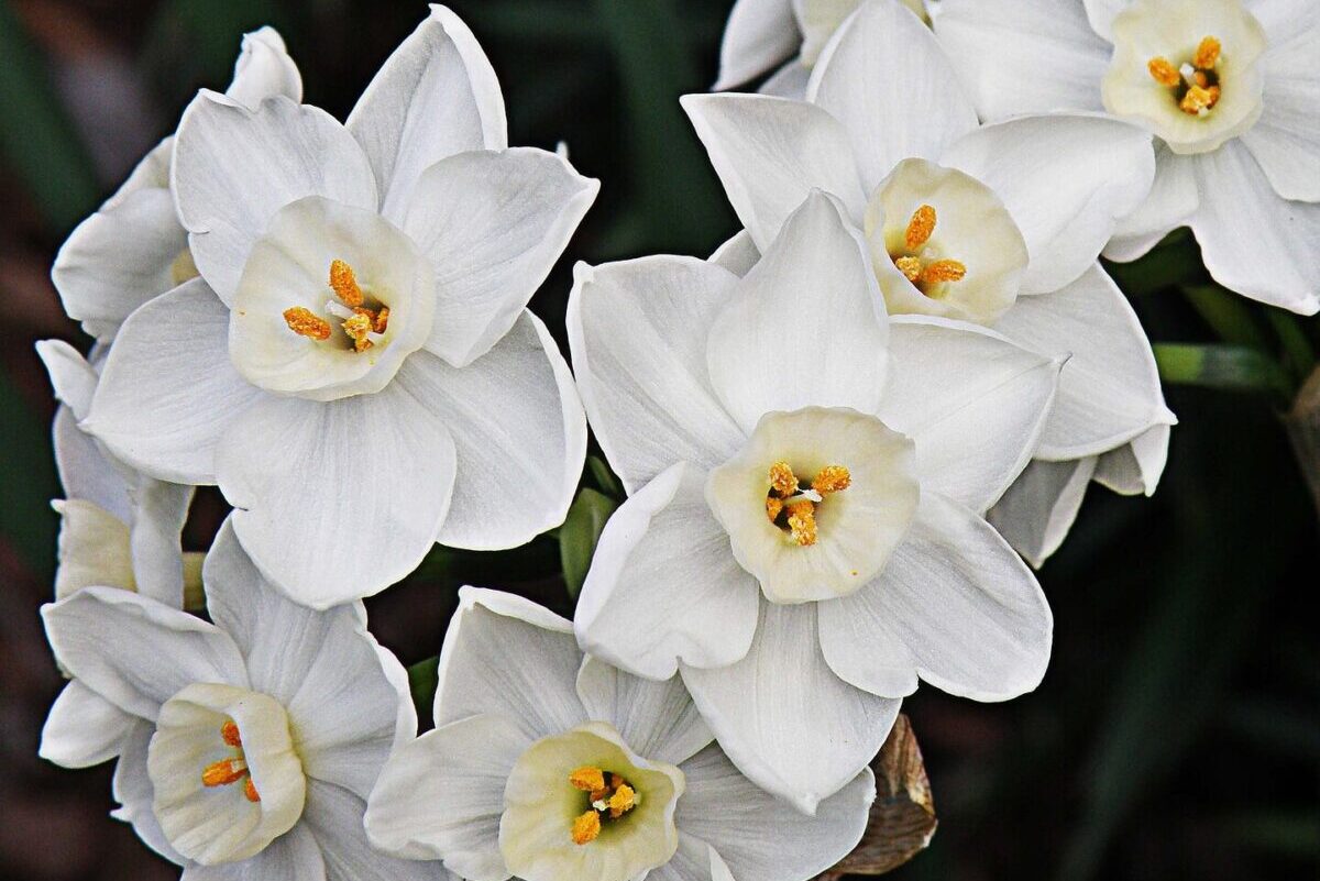 Paperwhite Flowers for Holiday Decor