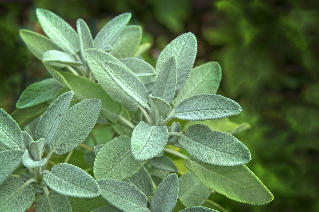 Sage is perfect for an herb garden