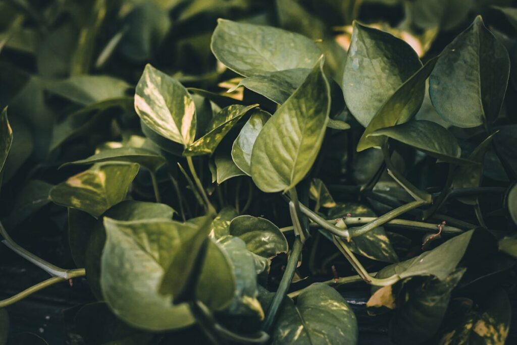 Pothos Plant