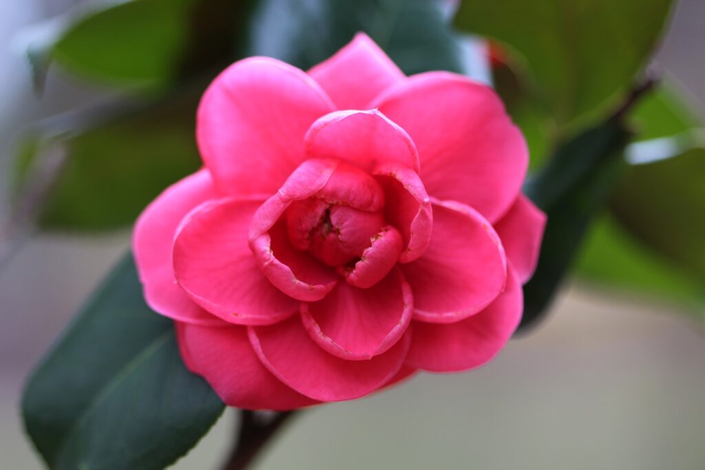 Japanese camellia