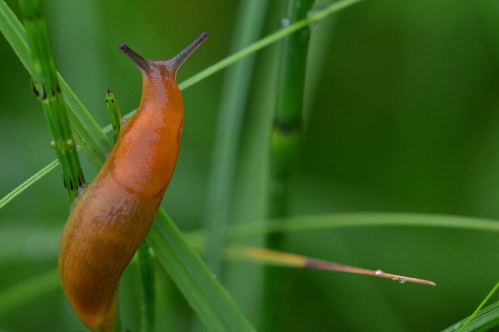 slug