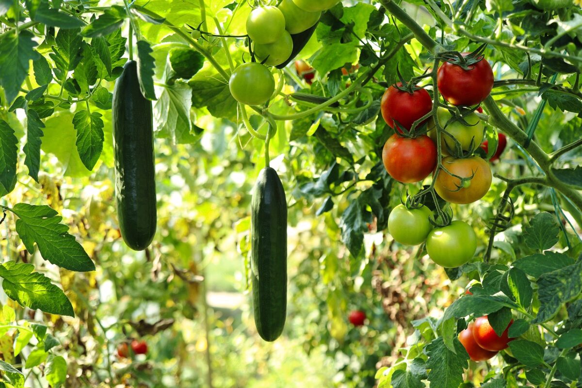 Companion planting cucumbers and tomatoes