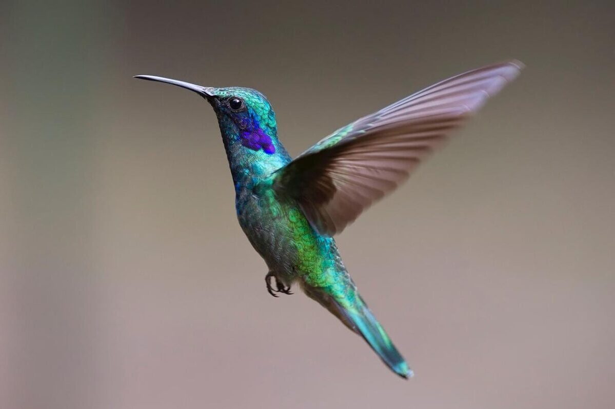 hummingbirds mid flight