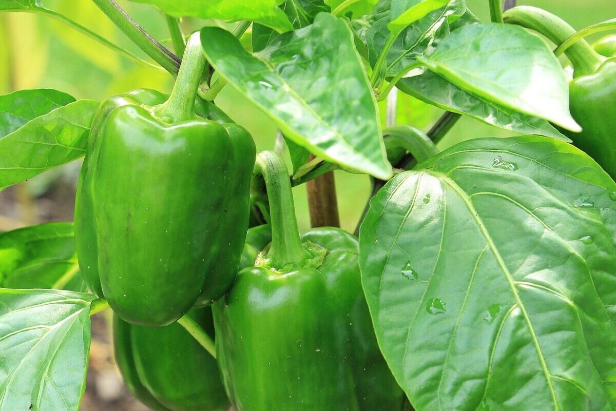 growing peppers