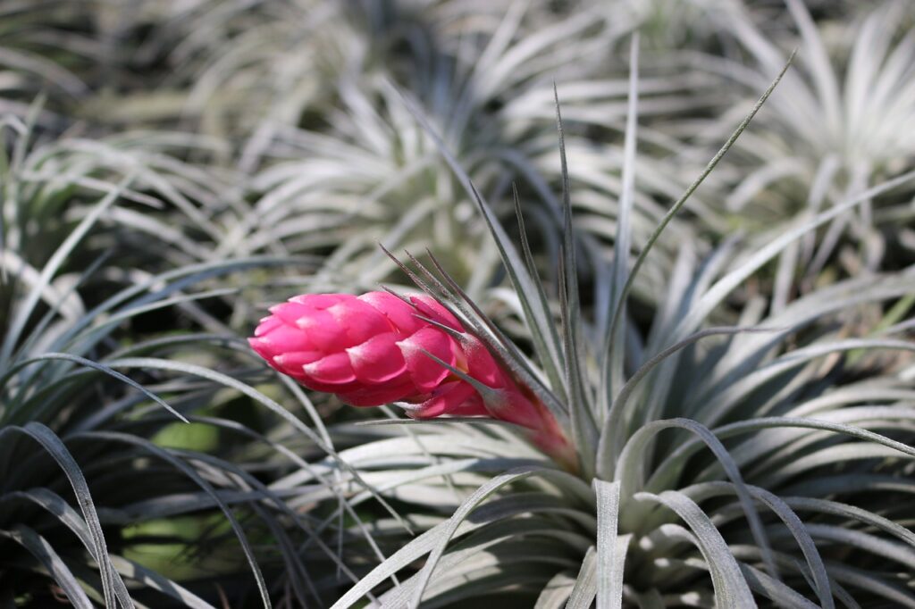 air plant; tillandsia