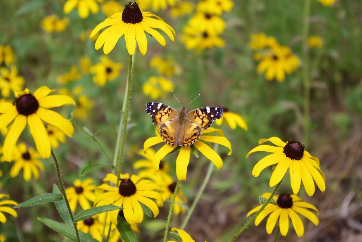 black-eyed Susans; good plants to grow in clay soil