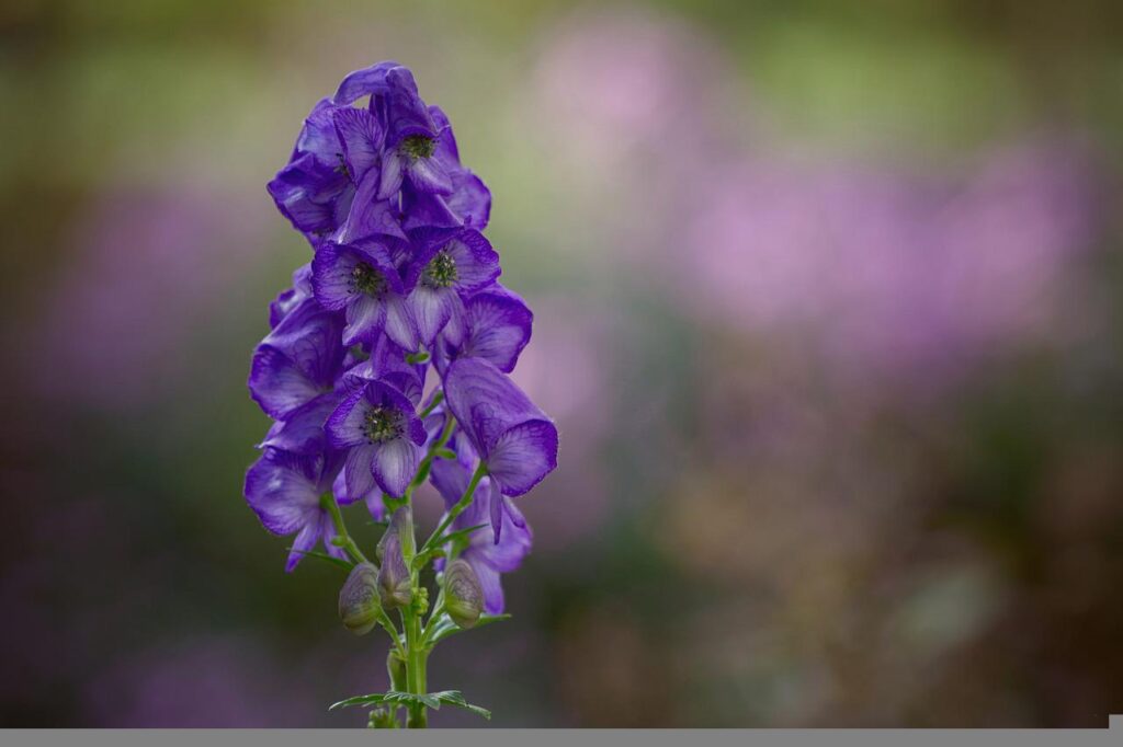 full shade plants; monkshood