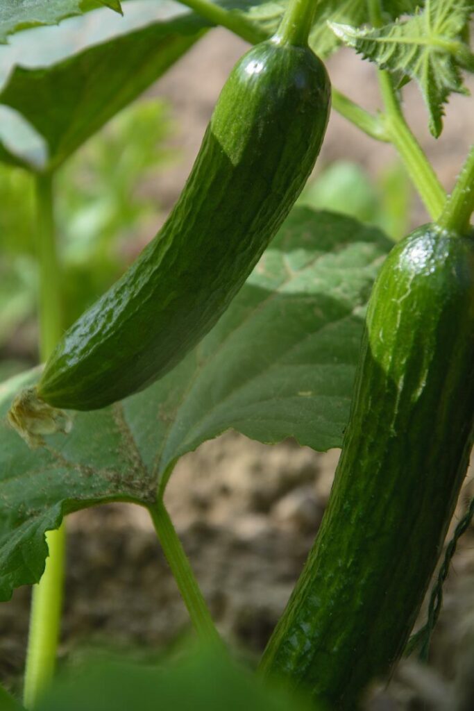 growing cucumbers 