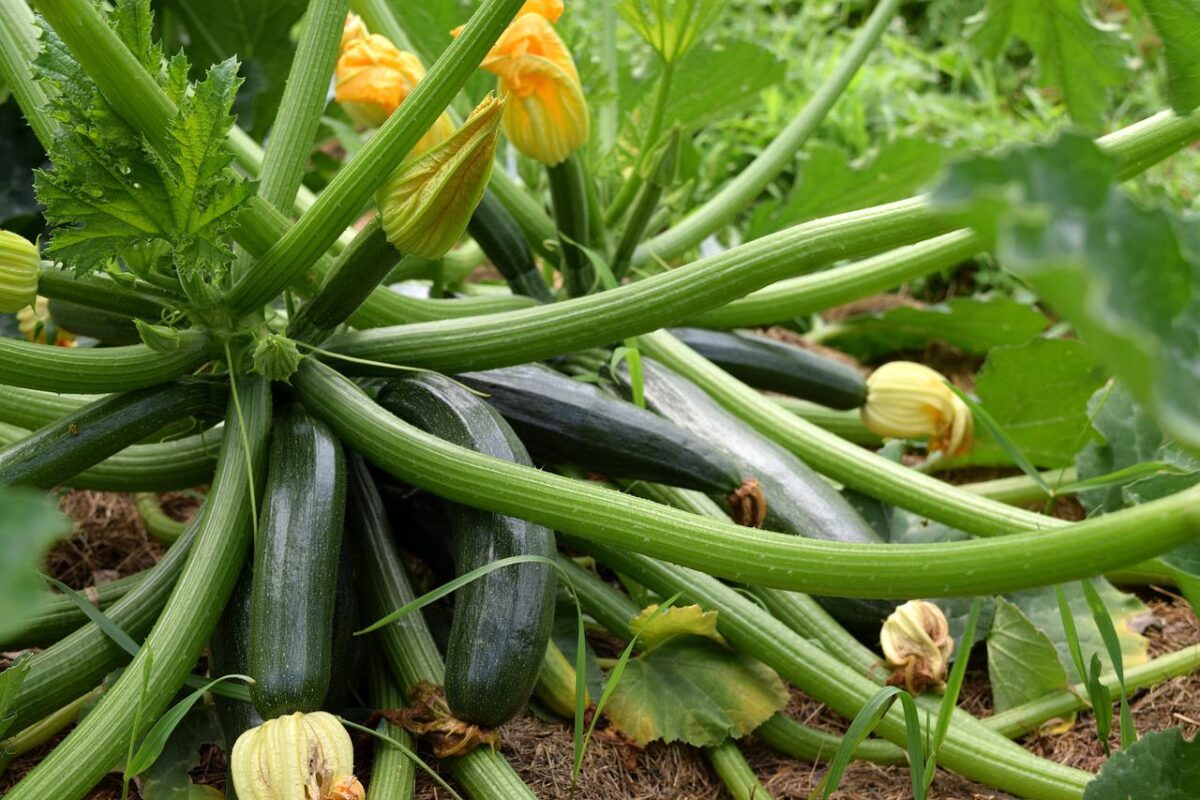 zucchini plant growing; squash plant