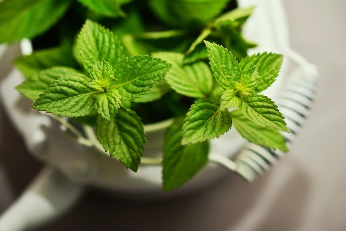 Peppermint; naturally repels mosquitos
