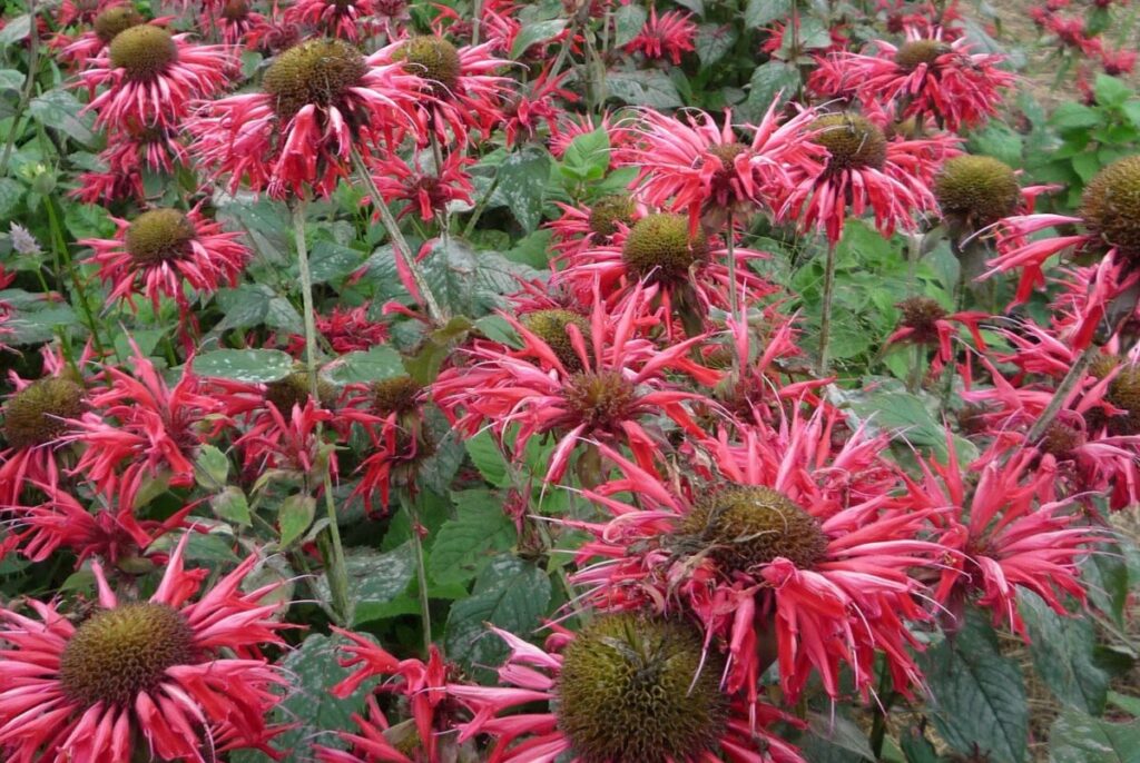 bee balm; salt-tolerant plants