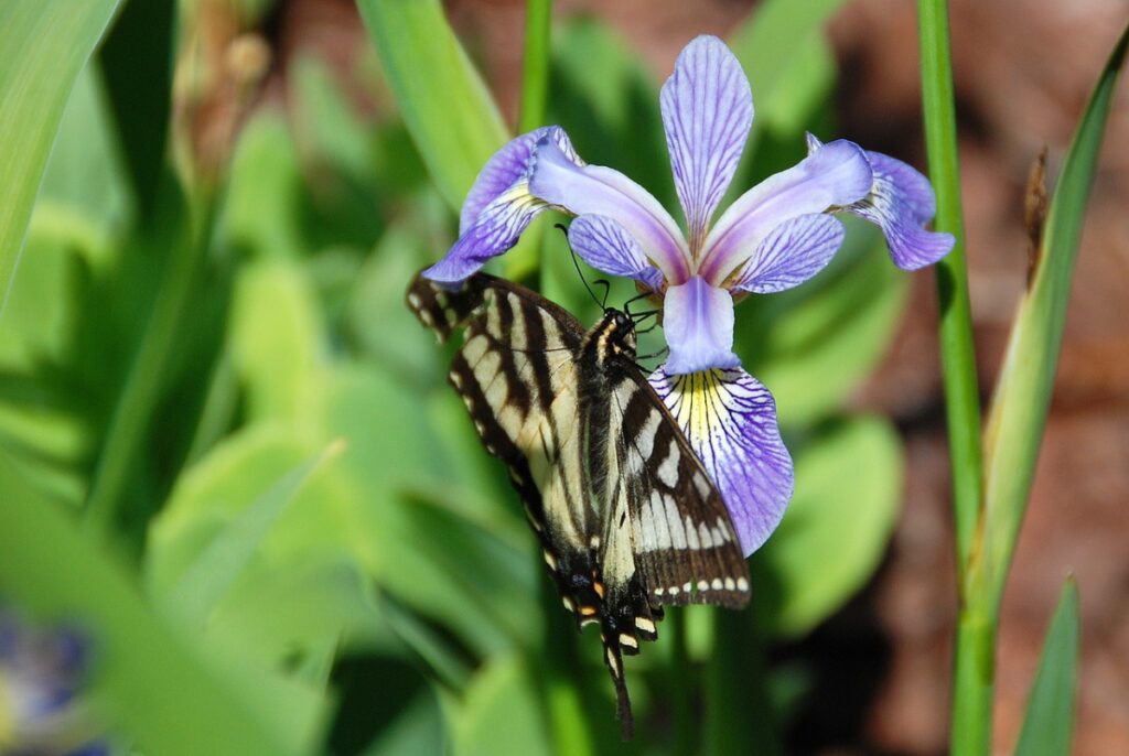 water-loving plants; blue flag iris