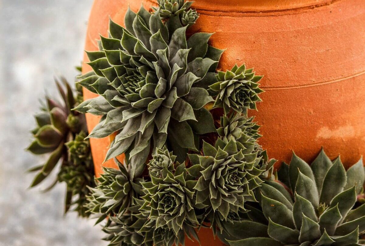 Succulents for crevice gardening
