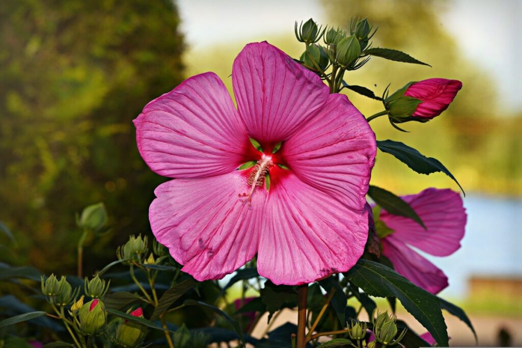 Hollyhock; flowers to grow with the family