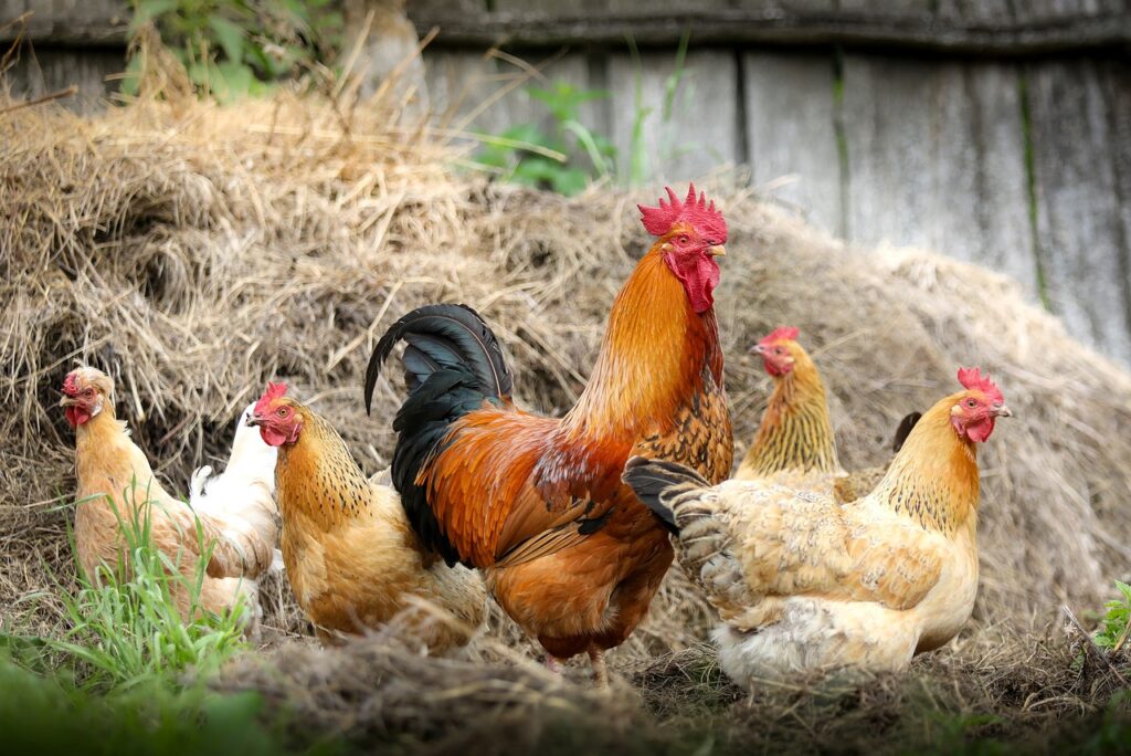 chickens; chicken manure improves soil