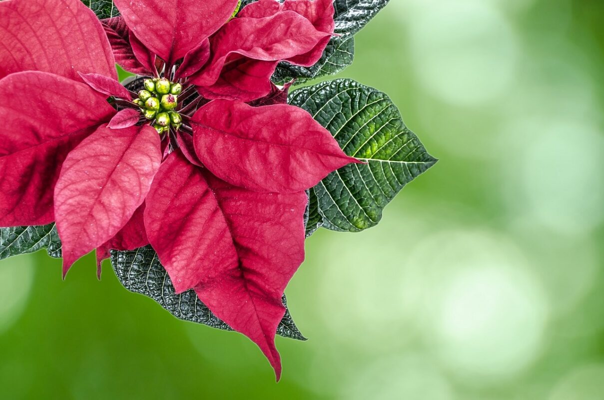 holiday flowers to decorate your home