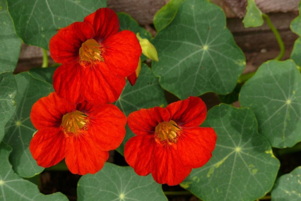 nasturtium; great plant to grow in a multi-purpose garden