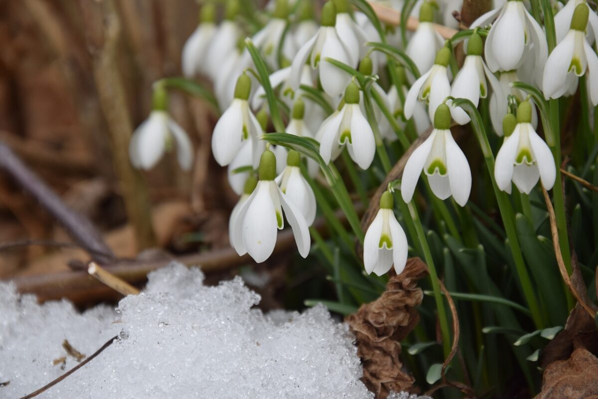 winter flowers; snowdrops